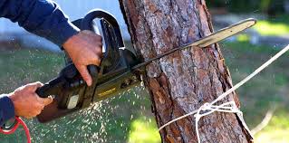 Best Hazardous Tree Removal  in Topaz Ranch Estates, NV