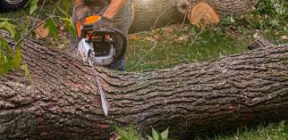 Why Choose Our Tree Removal Services in Topaz Ranch Estates, NV?