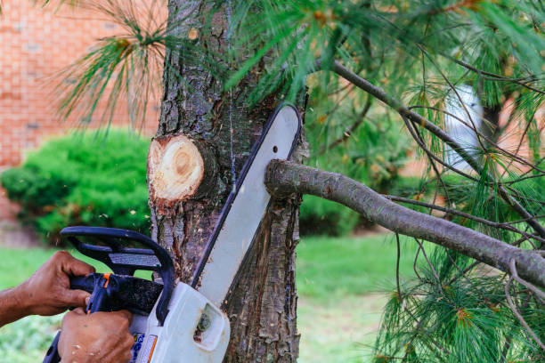 Best Emergency Tree Removal  in Topaz Ranch Estates, NV